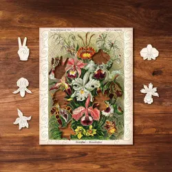 Orchids MINI QT Flower & Garden