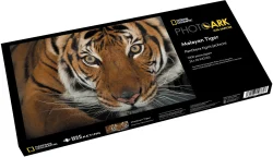 Malayan Tiger Photography