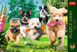 Premium Plus Here Comes Trouble! Dogs