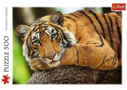 Tiger Portrait Photography