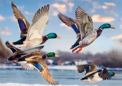 Premium Plus Mallards in Flight Birds