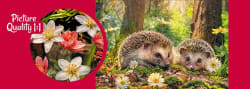 Cute Visitors Animals