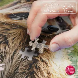 A Woodland Explorer Animals