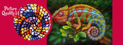 Chameleon Reptile & Amphibian