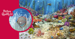 Coral Reef Paradise Sea Life
