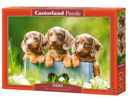 Cute Dachshunds Dogs