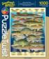 Fish Frenzy! - Something's Amiss! Fish Jigsaw Puzzle