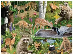 Wild Wonders - 4 More! Forest Animal