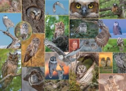 Watchful Wonders - Mixed Up! Birds