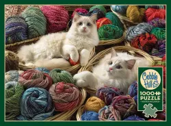 Ragdolls - Scratch and Dent Cats