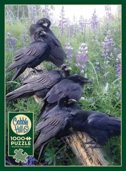 Raven Rendezvous - Scratch and Dent Birds
