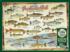 Freshwater Fish of North America Educational Jigsaw Puzzle