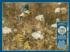 Queen Anne's Lace and American Goldfinch Countryside Jigsaw Puzzle