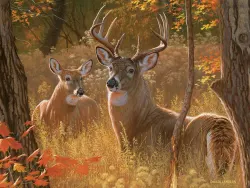 Secret Rendezvous Forest Animal