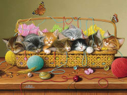 Basket Case Cats