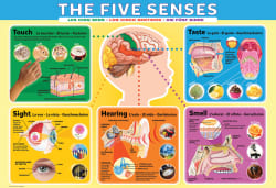 The Five Senses Educational