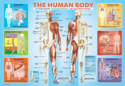 The Human Body Educational