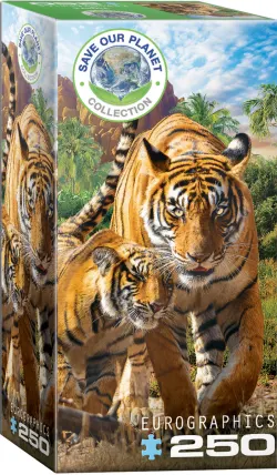 Tigers Big Cats