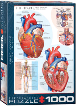 The Heart Educational
