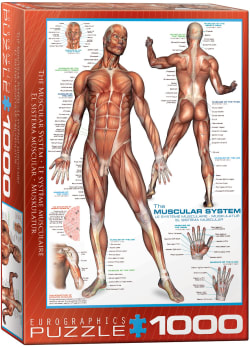 The Muscular System Educational