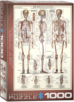 The Skeletal System Science
