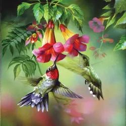 Summer Hummer Birds