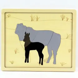 Connammara Stallion With  Mare Horse