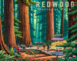 Redwood National Park Forest