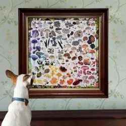 Mushroom Rainbow Collage