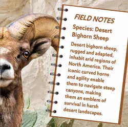 Desert Bighorn Sheep Animals