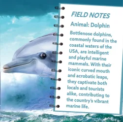 Dolphin Sea Life