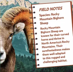 Rocky Mountain Bighorn Sheep Animals
