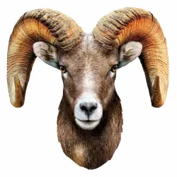 Rocky Mountain Bighorn Sheep Animals