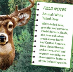 White Tail Deer Forest Animal