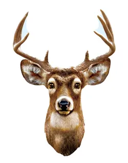 White Tail Deer Forest Animal