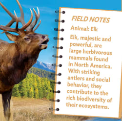 Elk Animals