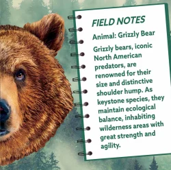 Grizzly Bear Bear