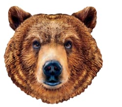 Grizzly Bear Bear
