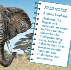 Elephant 100 Piece Squzzle Animals