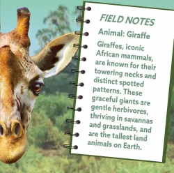 Giraffe Animals