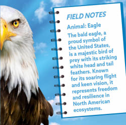 Eagle Birds