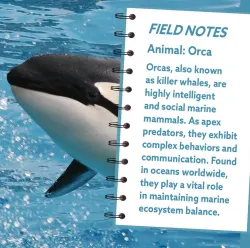 Orca 100 Piece Squzzle Sea Life