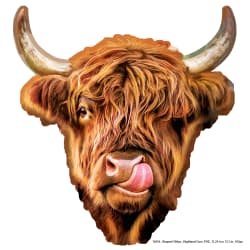 Highland Cow Animals