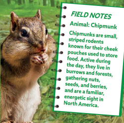 Chipmunk Animals