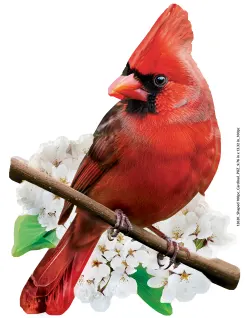Cardinal Birds