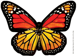 Monarch Butterfly Butterflies and Insects