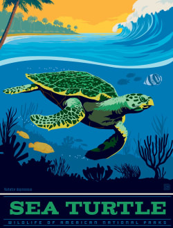 Puzzle Pod - Sea Turtle Reptile & Amphibian