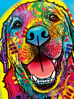 I'm Rocky, Nice to Meet You Dogs