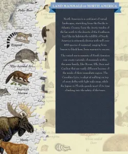 Land Mammals of North America Animals
