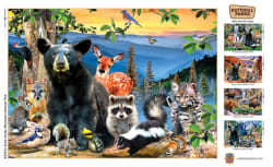 Great Smoky Mountains Forest Animal